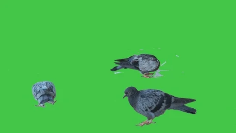 Pigeon isolated on green screen background 16v3 Stock Footage 116393975