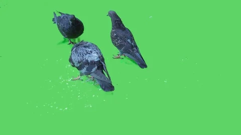Pigeon isolated on green screen background 14 Stock Footage 116394130