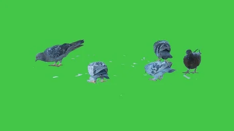Pigeon isolated on green screen background 17 Stock Footage 116394153