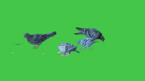 Pigeon isolated on green screen background 17v2 Stock Footage 116394193