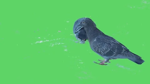 Pigeon isolated on green screen background 12v2 Stock Footage 116442501