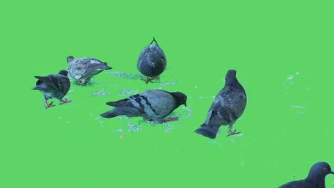 Pigeon isolated on green screen background 13v2 Stock Footage 116442526