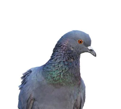 Pigeon isolated Stock Photos