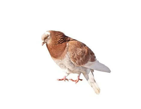 Pigeon isolated 스톡 사진