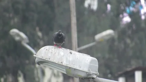 A pigeon on a lamp post on a cloudy day and take away Vidéo 157812038