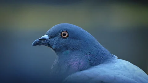 Pigeon On Ledge Close-Up 2 Shots Stock Footage 314613304