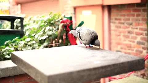 Pigeon on a ledge Stock Footage 4482012