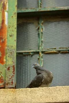 Pigeon on Ledge Stock Photos
