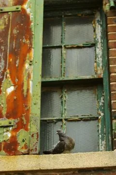 Pigeon on Ledge Stock Photos