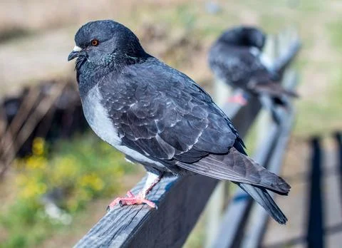 Pigeon on the ledge Stock Photos