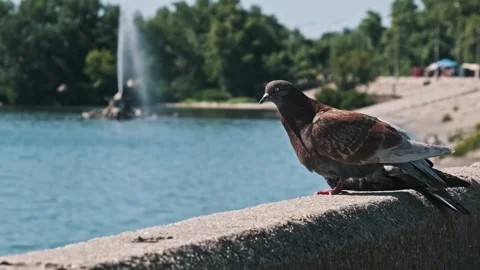 Pigeon on a Ledge Ruffles Feathers by a Park Fountain Video stock 314014026