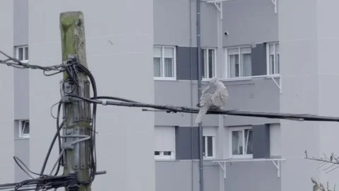 Pigeon on light cable 스톡 동영상 242504942