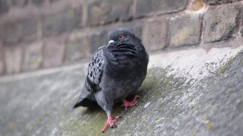Pigeon in London - pan Stock Footage 80361613