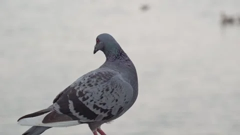 Pigeon Looking Around - 4K Stock Footage 252139980