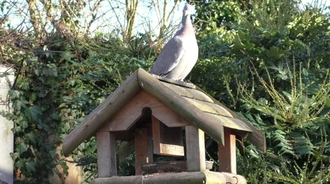Pigeon looking around Stock Footage 47730541