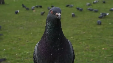 Pigeon looking around 動画素材 61831343