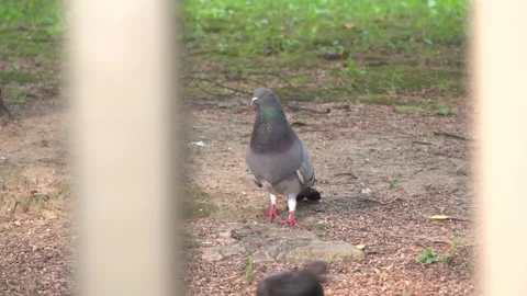 Pigeon looking around Vídeo Stock 335388118