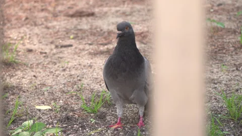 Pigeon looking around Vídeos de archivo 335388189