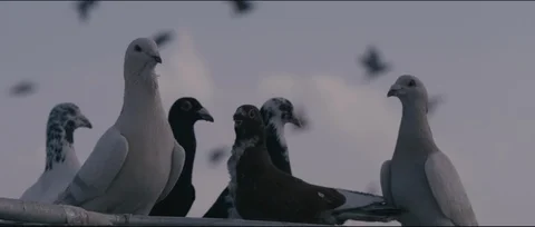 Pigeon looking at camera and flying pigeons on background Video stock 104929575