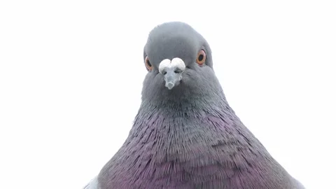 A pigeon is looking at the camera. Stock Footage 300759828