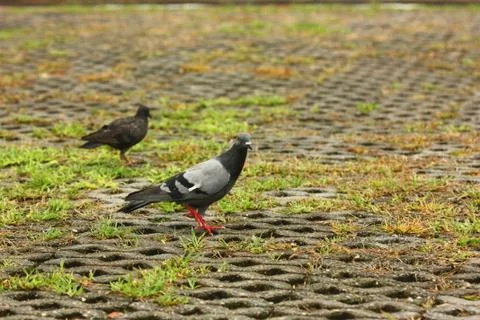 Pigeon looking to camera Stock Photos