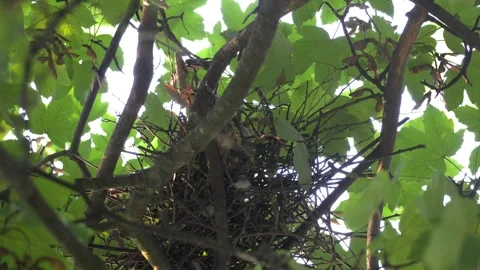 Pigeon Looking Down From Stick Nest Hidden in Leafy Tree 库存影片 343544161