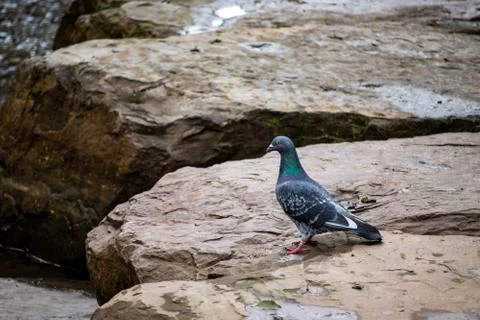 Pigeon looking out from a rock Stock Photos