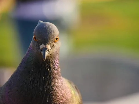 Pigeon looking through camera Stock Photos