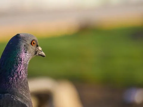 Pigeon looking through front Stock Photos