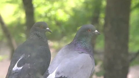 Pigeon love Stock Footage 78503645