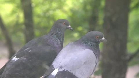 Pigeon Love Stock Footage 78503675