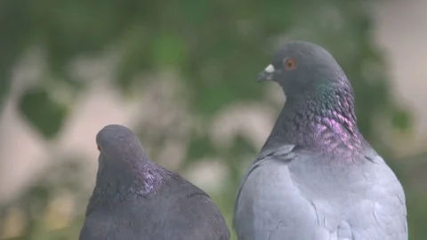 Pigeon love Stock Footage 78503795