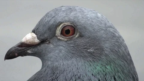Pigeon Macro Stock Footage 98679046