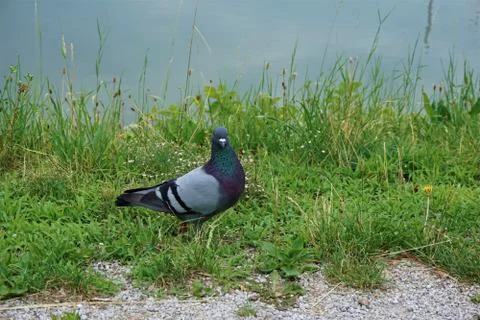 Pigeon in Maribor looking in the camera Stock Photos
