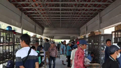 Pigeon market Stock Footage 277379446