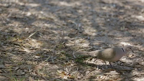 Pigeon on a meadow 스톡 동영상 87091674