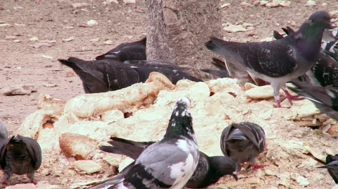 Pigeon meal 2 Stock Footage 691129