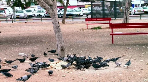 Pigeon meal Stock Footage 691118