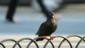 Pigeon on Metal Fence HD Footage