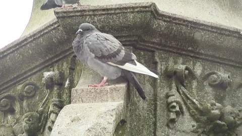 Pigeon on a monument observing Stock Footage 89964311
