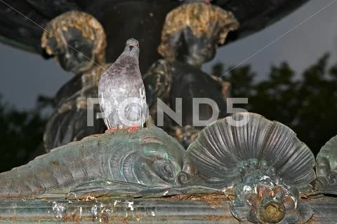 Pigeon on a monument Stock Photos