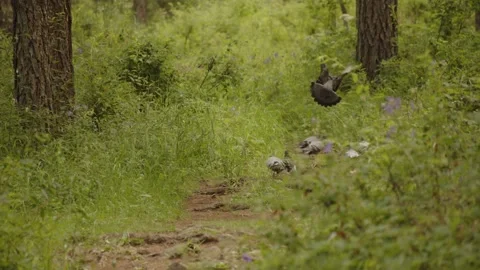 Pigeon on a Mountain Stock Footage 279663263