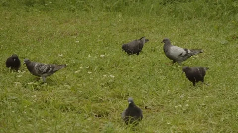 Pigeon on a Mountain Stock Footage 279663385