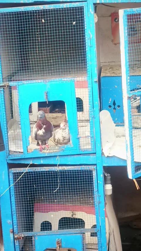 Pigeon in the my rooftop Stock Footage 276853985