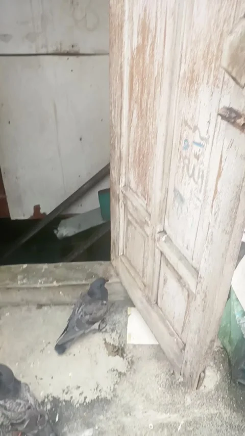 Pigeon in the my rooftop Stock Footage 276853994