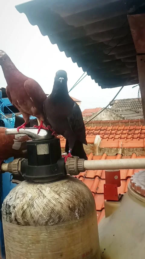 Pigeon in the my rooftop Stock Footage 276854025