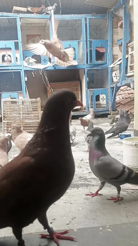Pigeon in the my rooftop Stock Footage 276854051