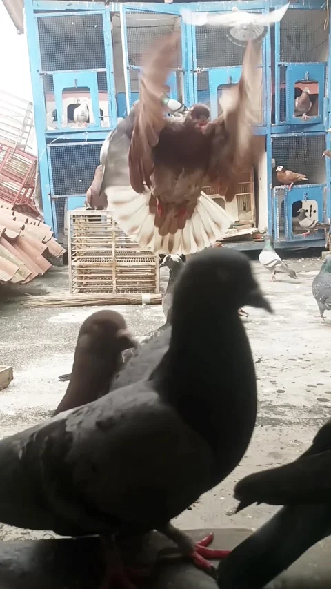 Pigeon in the my rooftop Stock Footage 276854075
