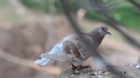 Pigeon  from my window Stock-Footage 129695391