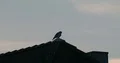 Pigeon with natural backlit sitting on roof at evening 4k or 4k+ Resolution